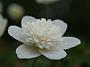 Anemone nemorosa Plena2